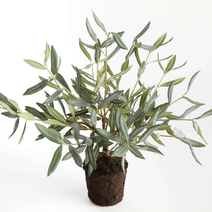 OLIVE TREE