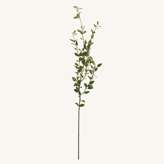 Creeping Willow Branch