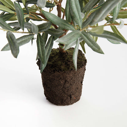 OLIVE TREE