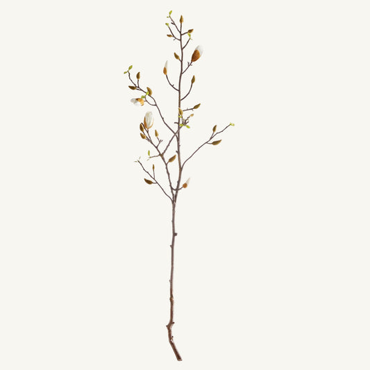 Magnolia Budding Branch